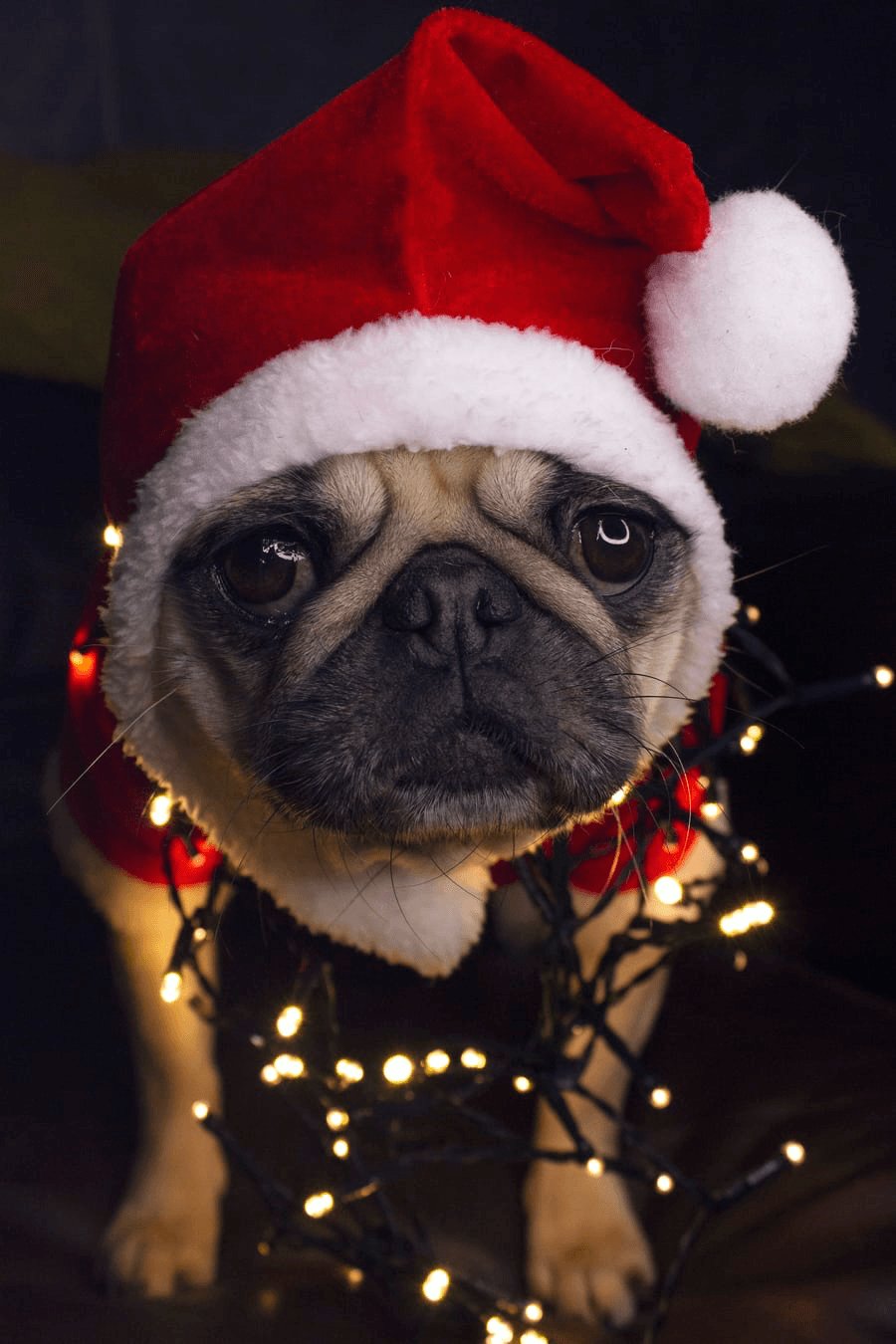 Merry Christmas Dog Owners! - Pooch La La
