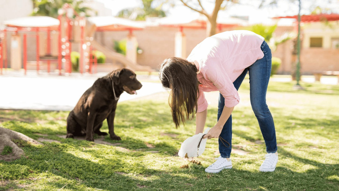 What Does Your Dog’s Poop Tell You? - Pooch La La